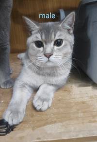 British shorthair 