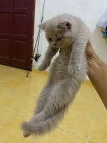 Bsh Lilac