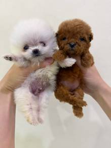 teacup poodle