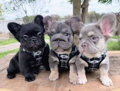 FRENCH BULLDOG PUPPIES 🌻VIP141 Long Fur / Girl