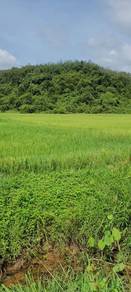 Agricultural Land in Pendang, KDH