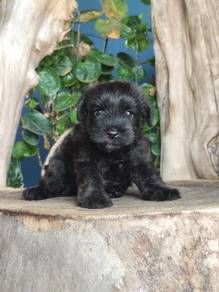 Pure Breed Mini Schnauzer Puppy (Female)