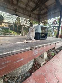 Scottish fold male