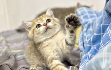 Bsh