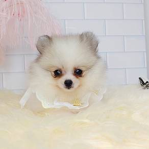 Pomeranian