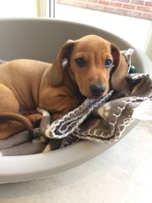 F7997 Silky Daschund / Premium Sausage / Long Body