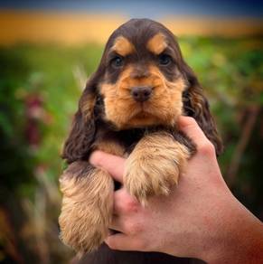 cocker spaniel puppies 