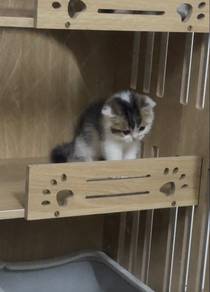 bsh kitten tabby