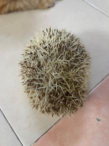 hedgehog / landak mini 