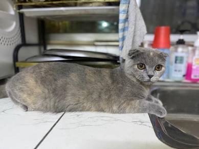 Scottish triple fold