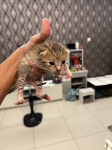 Rehome August