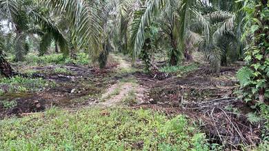 Agricultural Land in Pekan Nanas, JHR