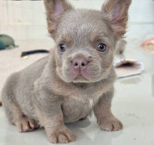 FRENCH BULLDOG PUPPIES 🌻L281_Long Hair Male