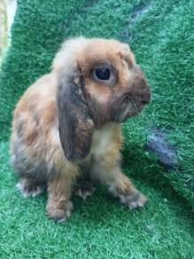 Arnab Pure Hollandlop Hl