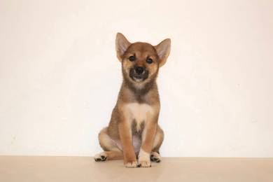 y15 Fluffy Shiba Dog