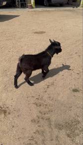 Kambing Pigmy Full Black