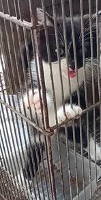Anak kucing hitam