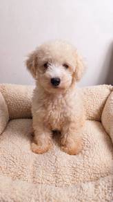 male 9months toy poodle