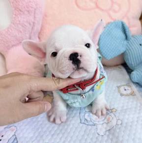 FRENCH BULLDOG PUPPIES 🌻VIP787 Boy Full white