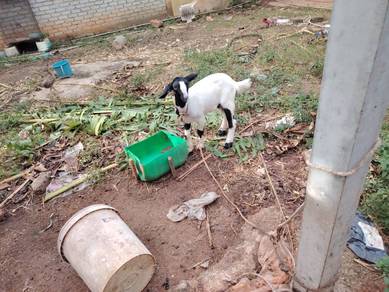 kambing