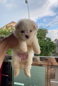 Bichon puppy Nice quality