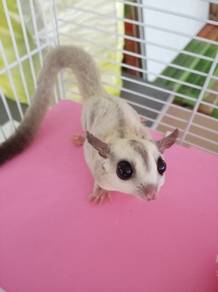 Sugar glider betina (mozaik) 