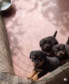 pure rottweiler 