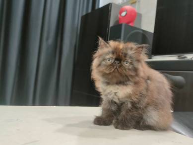 Kucing Parsi Comel Persian FlatFace Cute Kitten