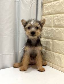 E44 Sweet Silkese Dog