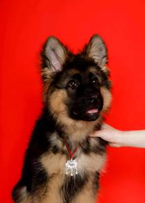 German Shepherd