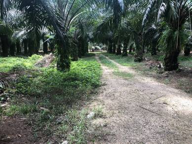 Agricultural Land in Muar, JHR