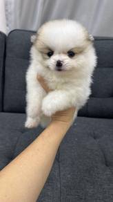 Pomeranian FemaleF-385Dob : 03-03-26