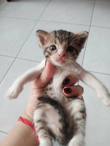 BSH mix kitten 