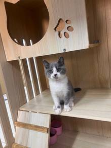 BSH Blue Bicolor