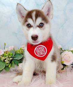 Husky