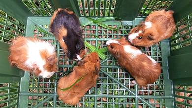 Guineapig for sale