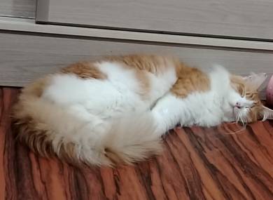 mainecoon 
