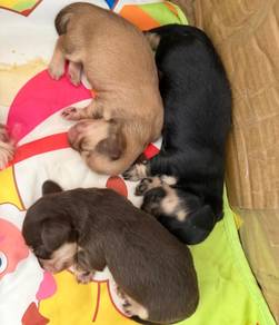 Miniature Dachshund