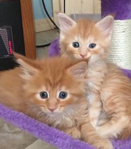 Persian Mainecoone Orange Marble Kitten