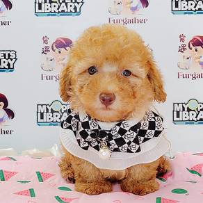 Poodle