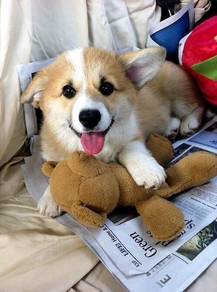 T1863 Frolicsome Corgi beautiful fluffy coat sweet
