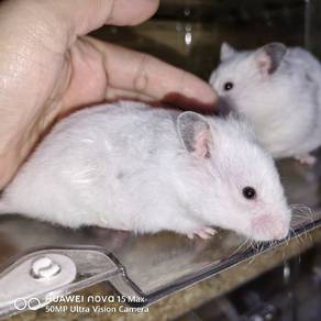 Hamster Syirian Dominant Spot Blue Female Rex SH