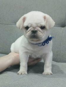PUG PUPPIES 676 🌻 REHOME Boy