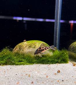 Peppered Cory