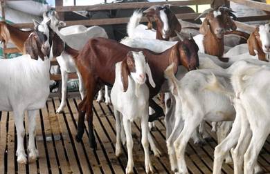 Kambing murah untuk dijual sempena musim perayaan
