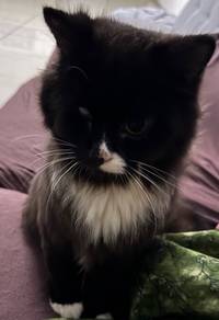 ragdoll