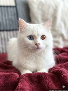 CAT young baby female cat 