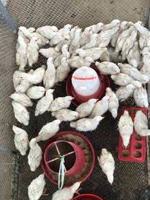 anak ayam api putih 1bulan 