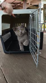Scottish Fold