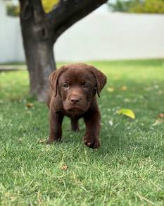 Chocolate color Labrador9